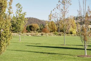 Developing and maintaining your lawn’s root system
