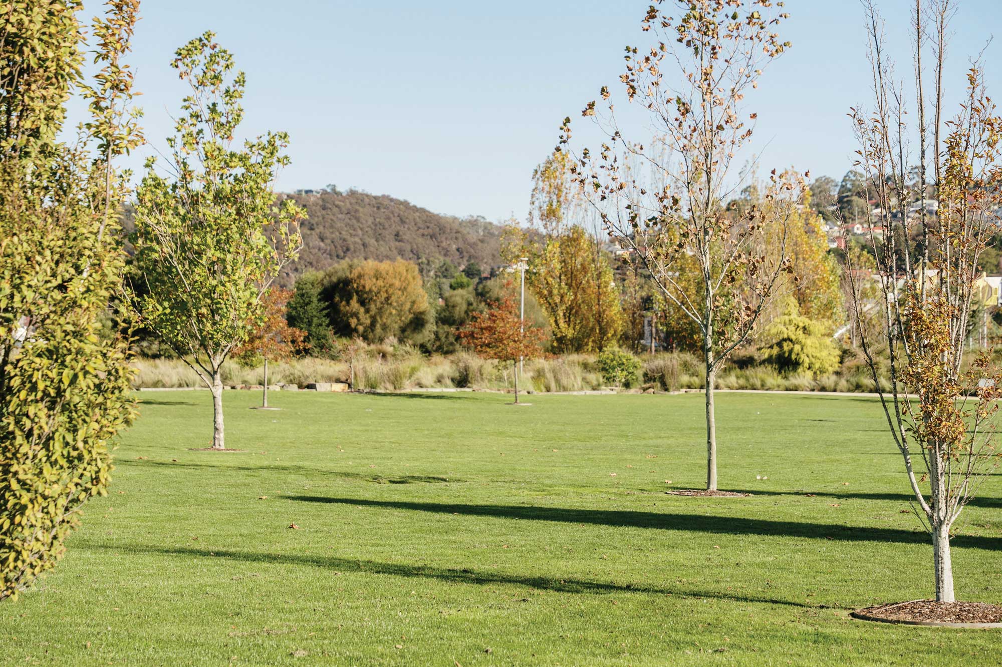 Developing and maintaining your lawn’s root system