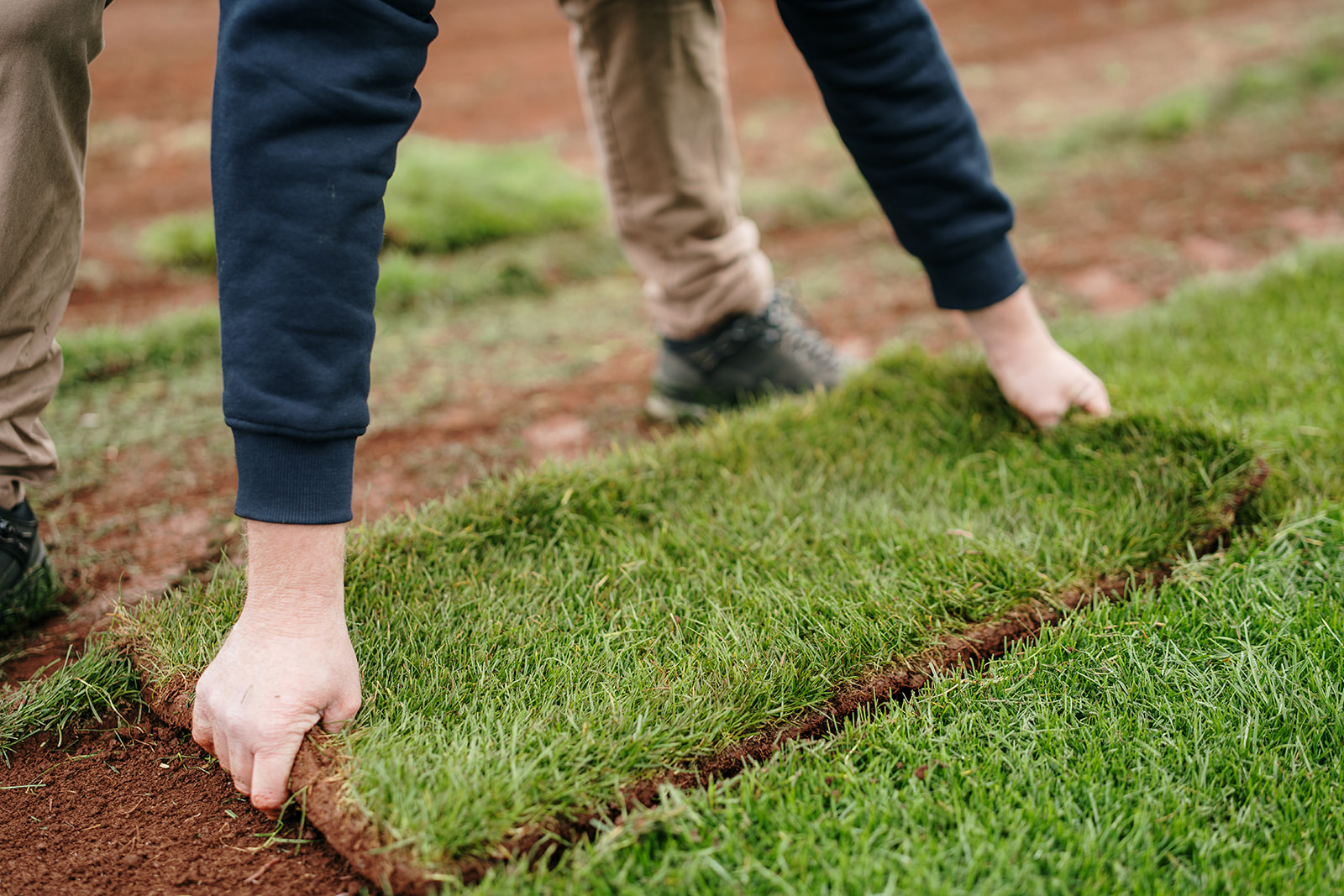 How do I go about laying my new lawn?