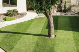 How to prevent weeds in a lawn?